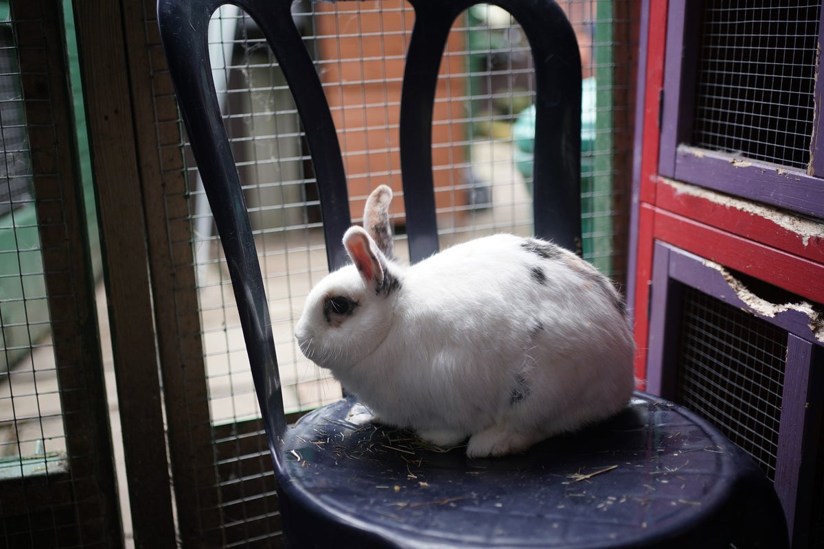 RSPCA Faces Financial Strain: Why Donations and Costs Are Key